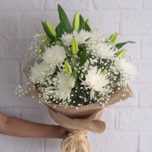 Lilly, Gypso Dilaster