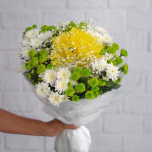 Chrysanthemum , Dilaster & Gypso